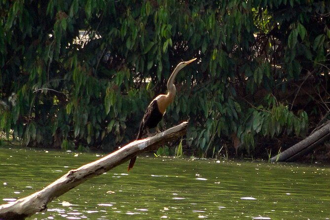 4-days-manu-peruvian-jungle