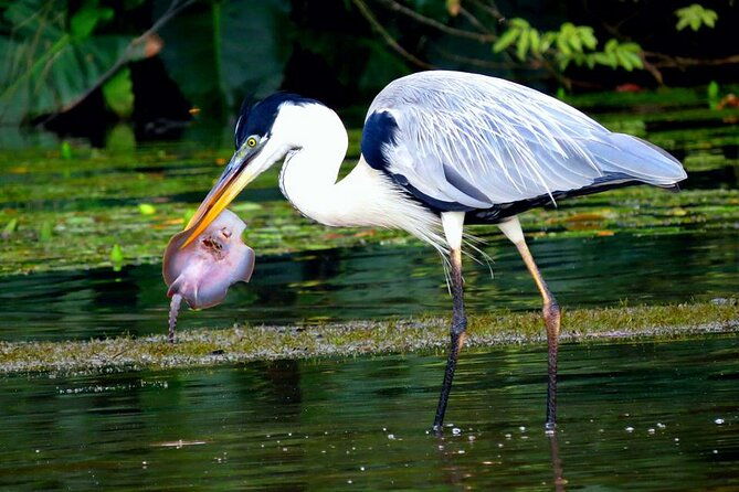 4-days-manu-peruvian-jungle