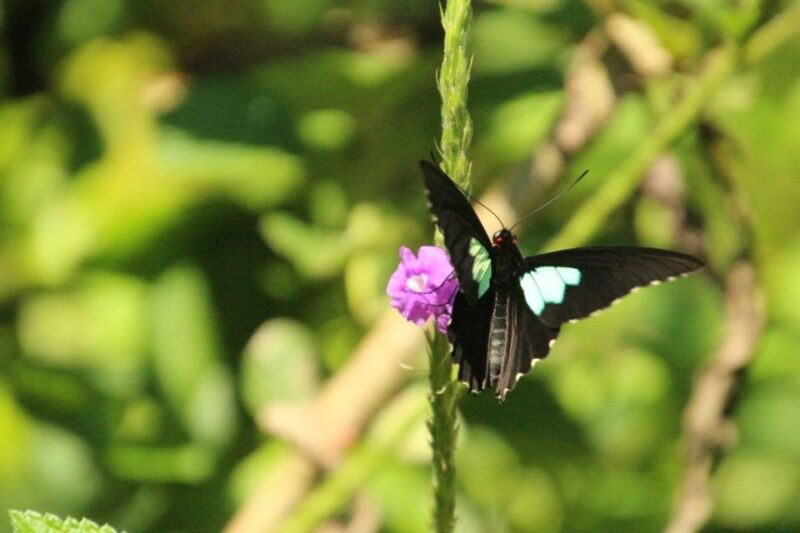 4-days-manu-rainforest-tour