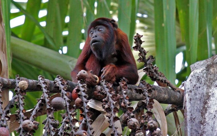 4-days-manu-rainforest-tour