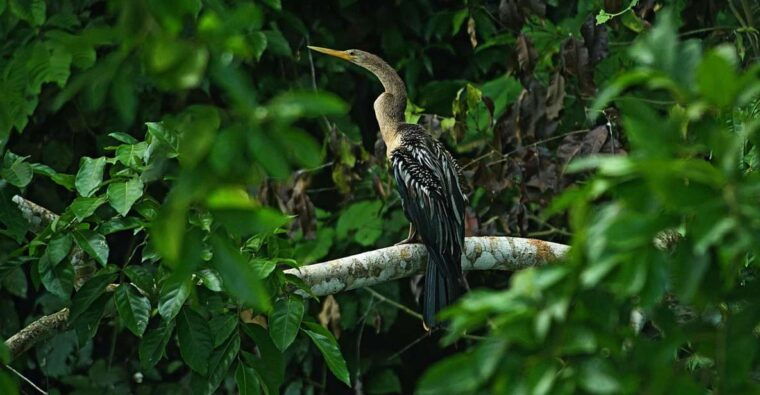 4-days-manu-rainforest-tour