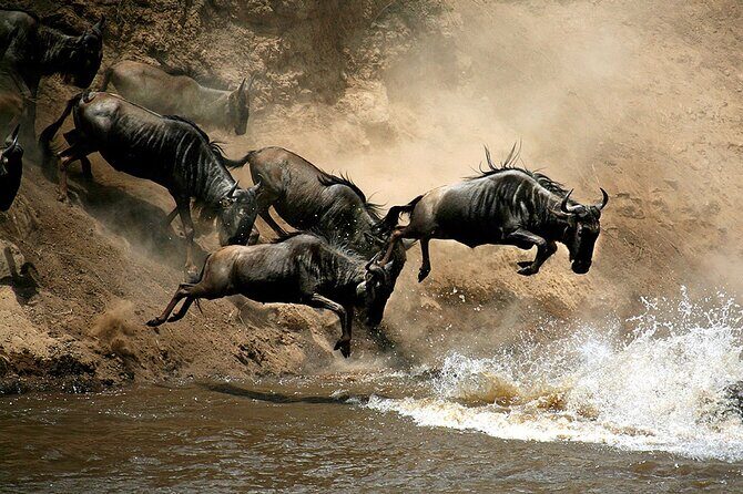 4 Days Masai Mara and Lake Nakuru Budget Safari Meals included - Transportation & Comfort