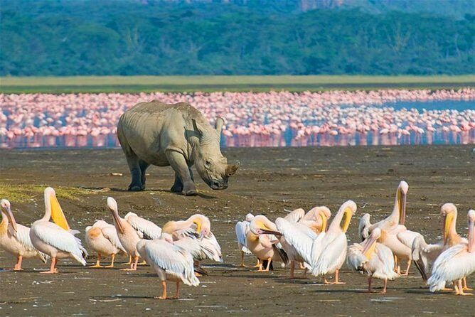 4 Days Masai Mara and Lake Nakuru Budget Safari Meals included - FAQ