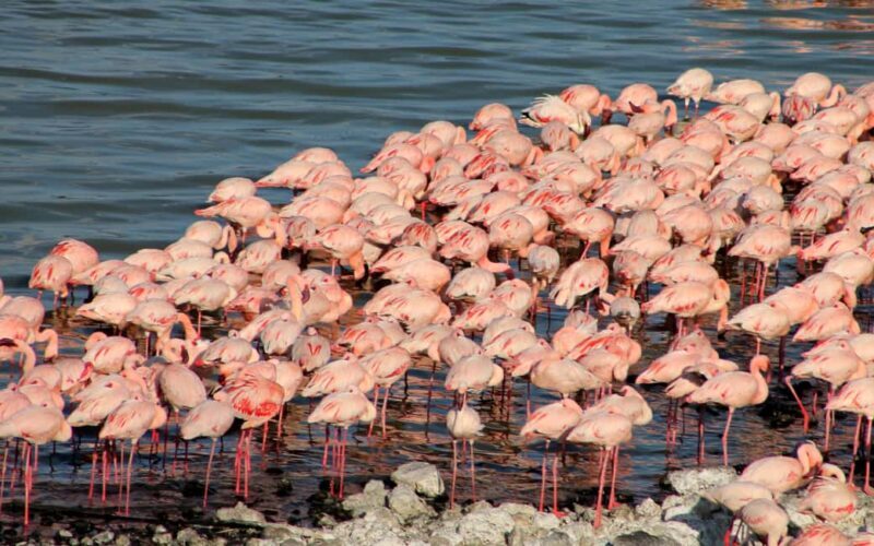 4 Days Masai Mara and Lake Nakuru Budget Safari on 4x4 Jeep - Why This Safari Offers Great Value
