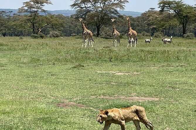 4 Days Masai Mara and Lake Nakuru Mid-Luxury safari - An In-Depth Look at the Tour Itinerary