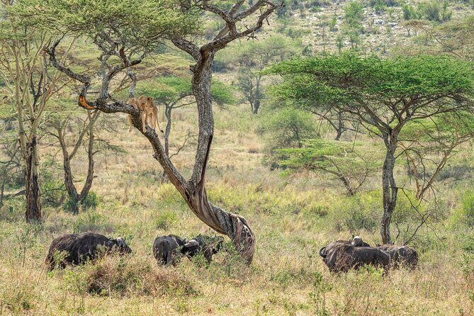 4 Days Masai Mara and Lake Nakuru Mid-Luxury safari - Frequently Asked Questions