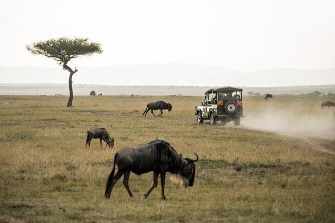 4 Days Masai Mara and Lake Nakuru National Park Private Luxury Safari - Key Points