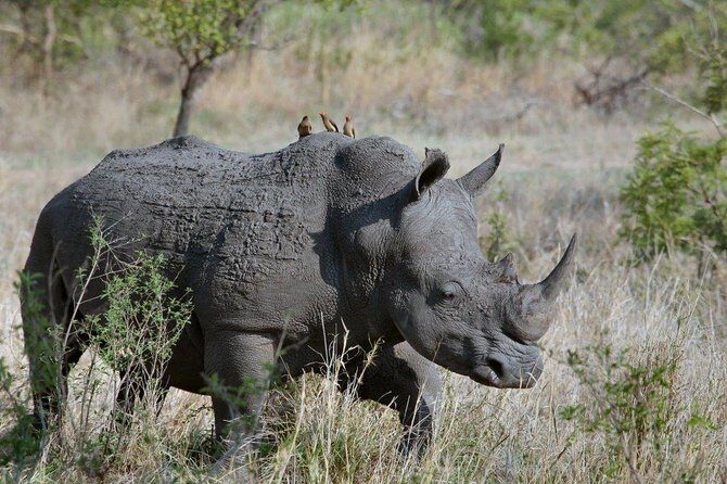 4 Days Masai Mara and Lake Nakuru National Park Private Luxury Safari - What You Can Expect from the Itinerary