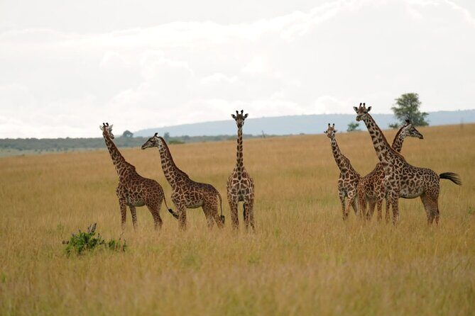 4 Days Masai mara and Lake Nakuru Safari from Nairobi - What to Expect from the 4-Day Kenyan Safari