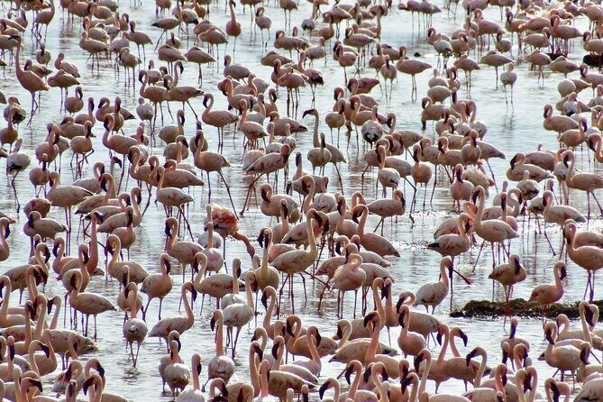 4 Days Masai mara and Lake Nakuru Safari from Nairobi - Analyzing Value and Practical Aspects