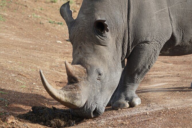 4 Days Masai mara and Lake Nakuru Safari from Nairobi - FAQs