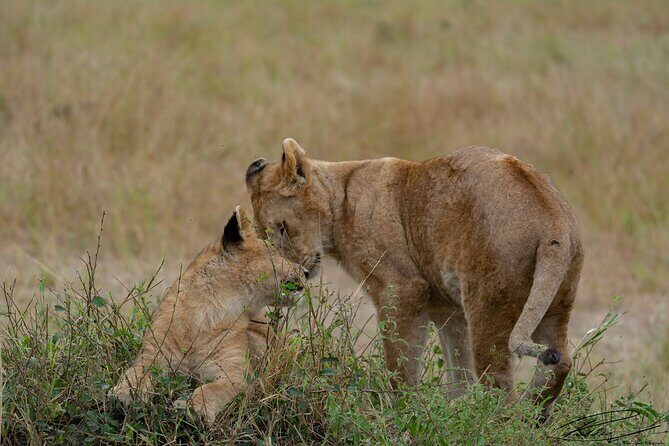 4 Days Masai mara and Lake Nakuru Safari from Nairobi - Final Thoughts