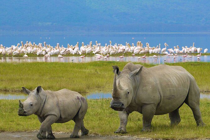 4 Days Masai Mara and Lake Nakuru Shared Camping Safari - Key Points