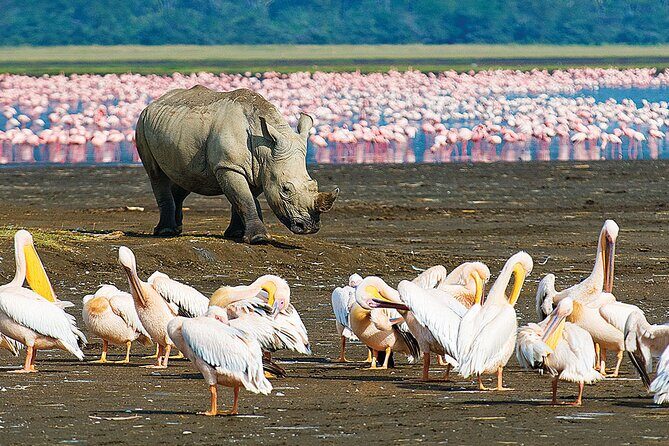 4 Days Masai Mara and Lake Nakuru Shared Camping Safari - What Makes This Tour Stand Out?