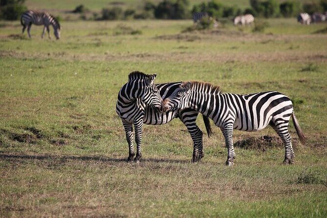4 Days Masai Mara and Lake Nakuru Shared Camping Safari - Practical Tips for Travelers