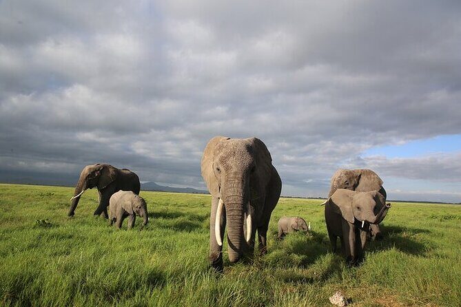 4 Days Masai Mara and Lake Nakuru Shared Camping Safari - Who Should Consider This Safari?