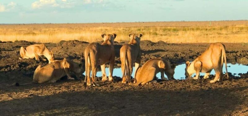 4 Days Masai Mara And Lake Nakuru Wildlife Safari - Discovering Kenya’s Wildlife in Depth