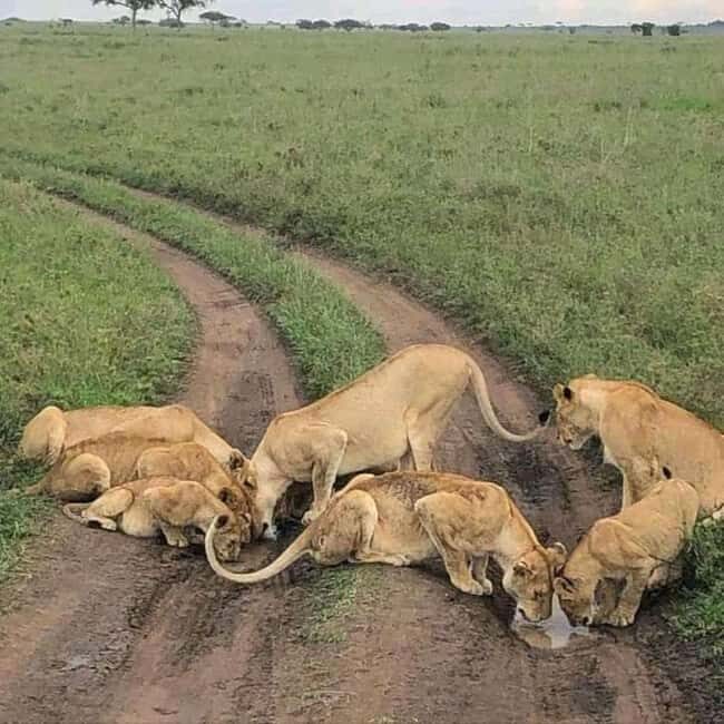 4 Days Masai Mara And Lake Nakuru Wildlife Safari - Final Words: Who Will Love This Safari?