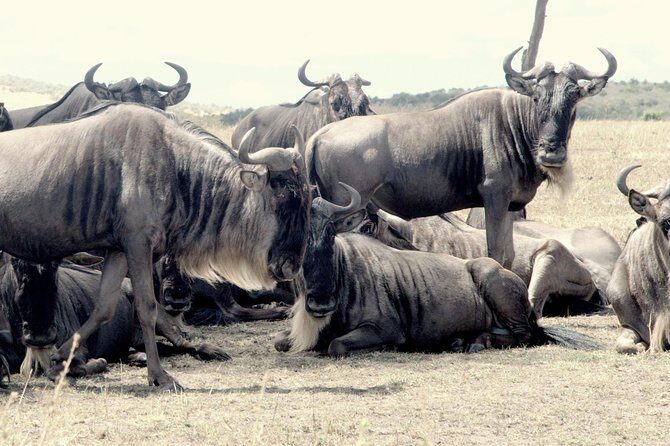 4 Days Masai Mara Camping Safari - Who Is This Tour Best For?