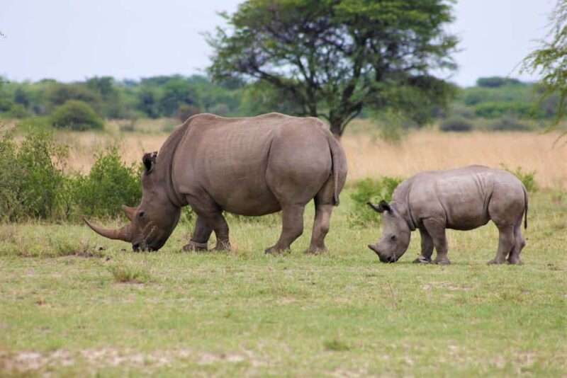 4 Days Masai Mara Group Joining Safari Tour 2024, 2025 20226 - Key Points