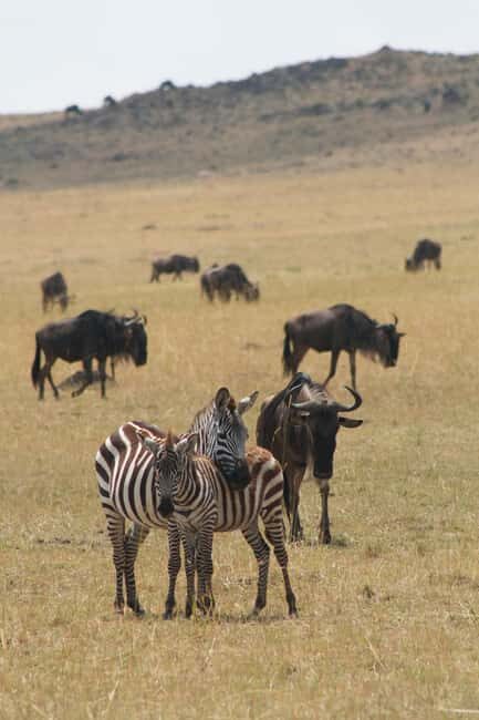 4 Days Masai Mara Group Joining Safari Tour 2024, 2025 20226 - Introduction: What You Can Expect from This Safari