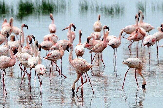 4 Days Masai Mara & Lake Nakuru Budget Group Safari in a 4x4 Jeep - What Travelers Are Saying