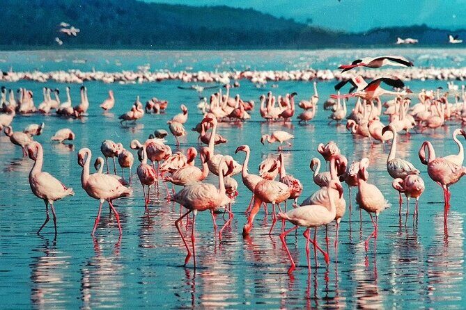 4 Days Masai Mara & Lake Nakuru Budget Group Safari in a 4x4 Jeep - The Sum Up: Is This Safari for You?