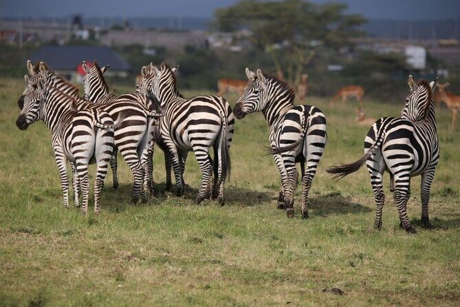 4 Days Masai Mara & Lake Nakuru Budget Group Safari in a 4x4 Jeep - FAQ