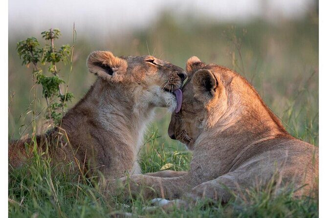 4 Days Masai Mara/Lake Nakuru Budget Safari - Starting in Nairobi: The Gateway to Kenya’s Wilderness
