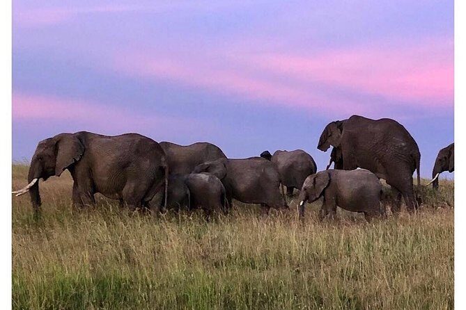4 Days Masai Mara/Lake Nakuru Budget Safari - Day 1: Nairobi to Masai Mara – Into the Heart of the Wild