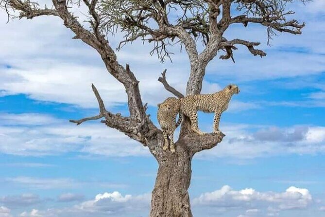 4 Days Masai Mara/Lake Nakuru Budget Safari - Day 4: Final Game Drive and Return to Nairobi