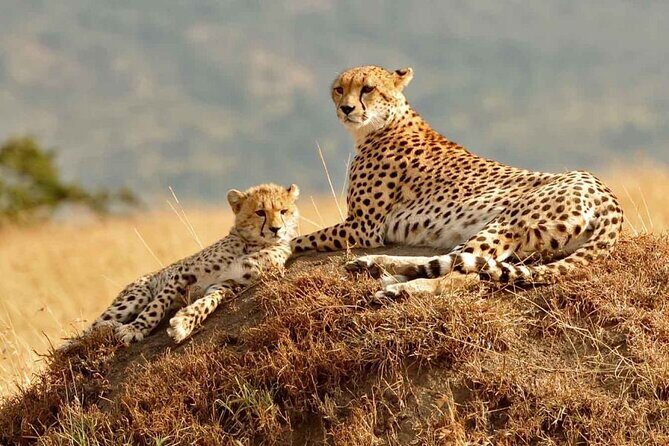 4 Days Masai Mara & Lake Nakuru Group Joining Safari - Why This Safari Stands Out