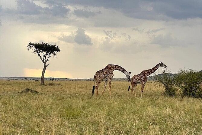 4 Days Masai Mara & Lake Nakuru Group Joining Safari - Pricing & Value