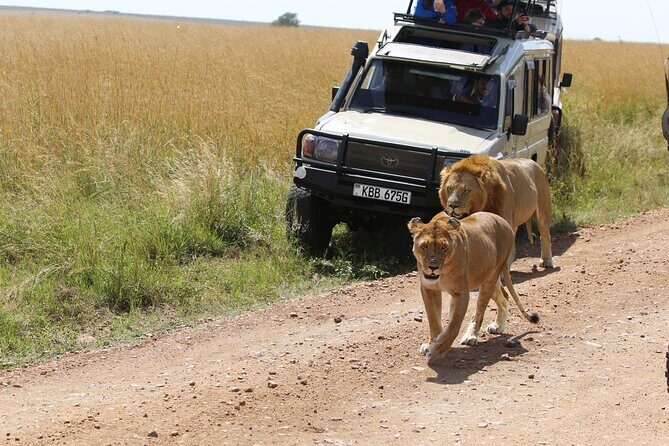 4 Days Masai Mara Lake Nakuru Jeep Safari - Considerations and Potential Drawbacks