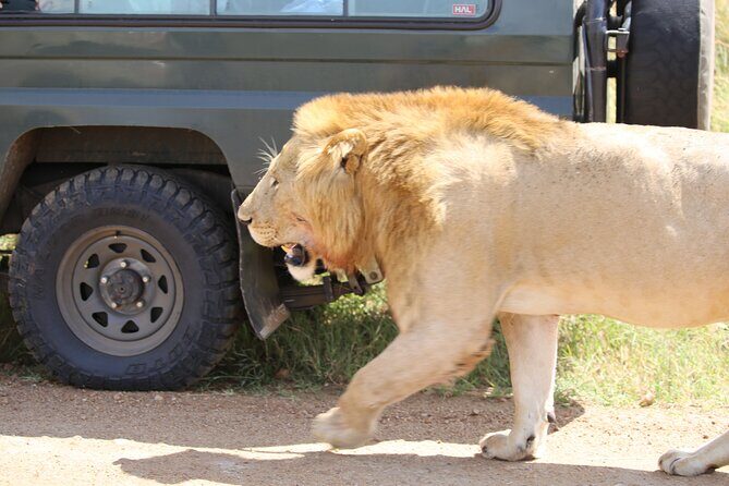 4 Days Masai Mara Lake Nakuru Jeep Safari - Final Thoughts: Is This Safari Worth It?