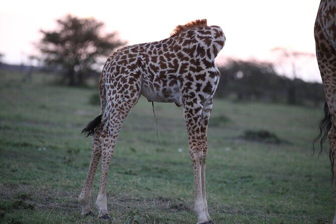 4 Days Masai Mara Lake Nakuru Jeep Safari - FAQ