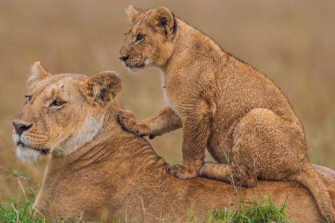 4 Days Masai Mara & Lake Nakuru Lodge Safari - Exploring Kenya’s Wildlife: An Honest Look at the 4-Day Safari