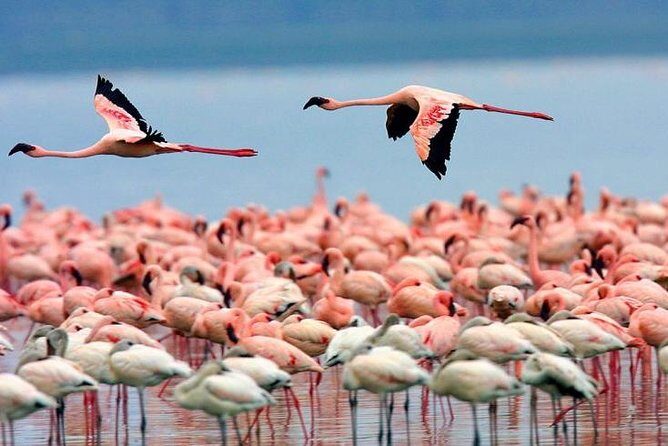 4 Days Masai Mara & Lake Nakuru Lodge Safari - The Sum Up