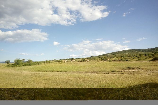 4 Days Masai Mara Nakuru - Why Maasai Mara and Nakuru?