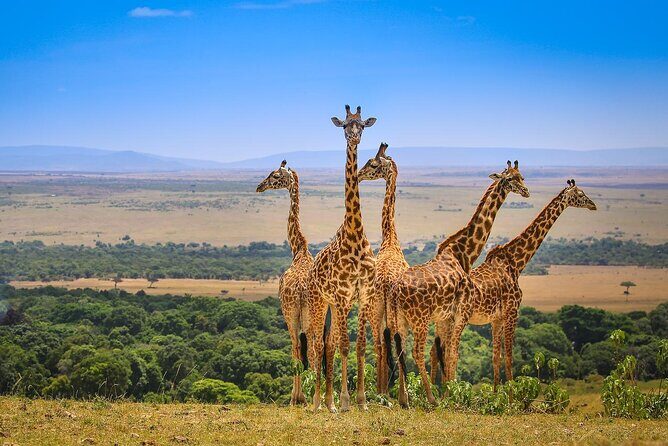 4 days masai mara Nakuru Joining safari - Exploring Kenya in 4 Days: An In-Depth Review