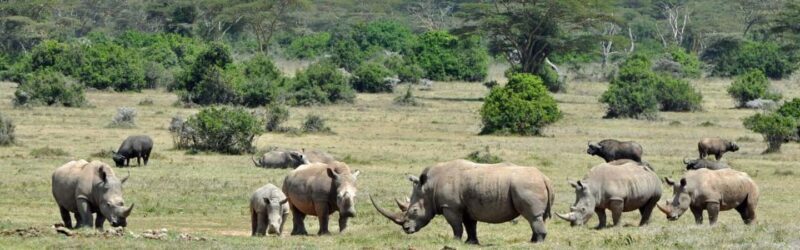 4 Days Masai Mara National Reserve Luxury Lodge Safari - FAQ
