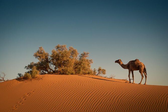 4 Days Merzouga Desert from Marrakech - What Makes This Tour Special
