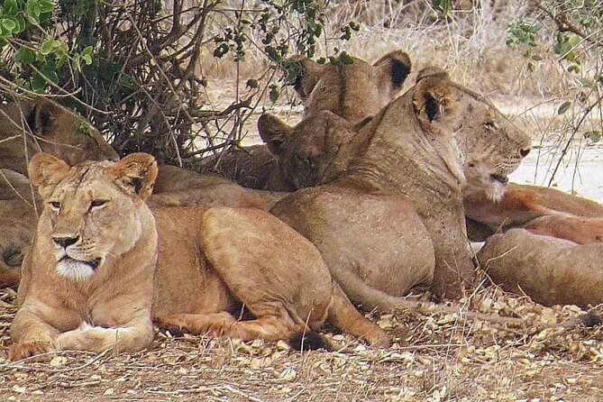 4 Days Mid Luxury Safari, Lake Nakuru and Masai Mara. - Discovering Kenya’s Wildlife: A 4-Day Mid-Luxury Safari in Lake Nakuru & Masai Mara