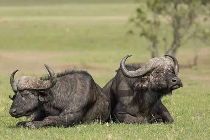 4 Days Mid Luxury Safari, Lake Nakuru and Masai Mara. - Key Points  