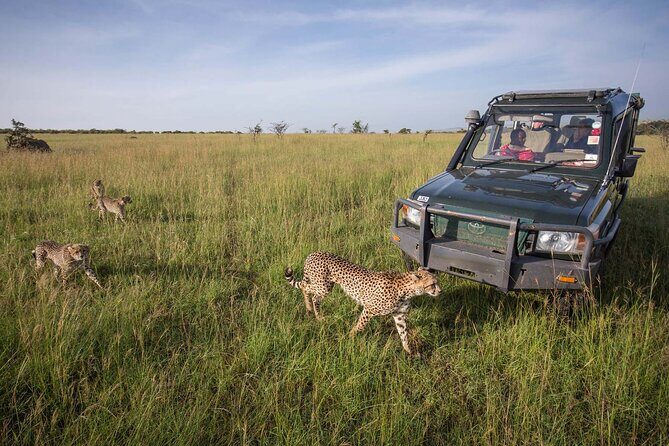 4 Days Mid Luxury Safari, Lake Nakuru and Masai Mara. - What This Tour Means for Travelers