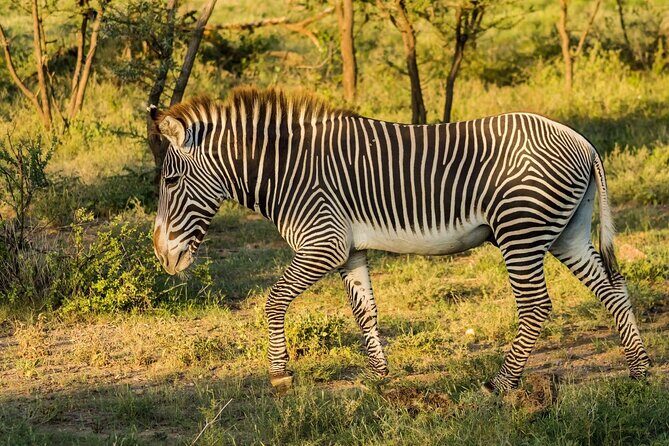4 Days Mid Luxury Safari, Lake Nakuru and Masai Mara. - FAQ