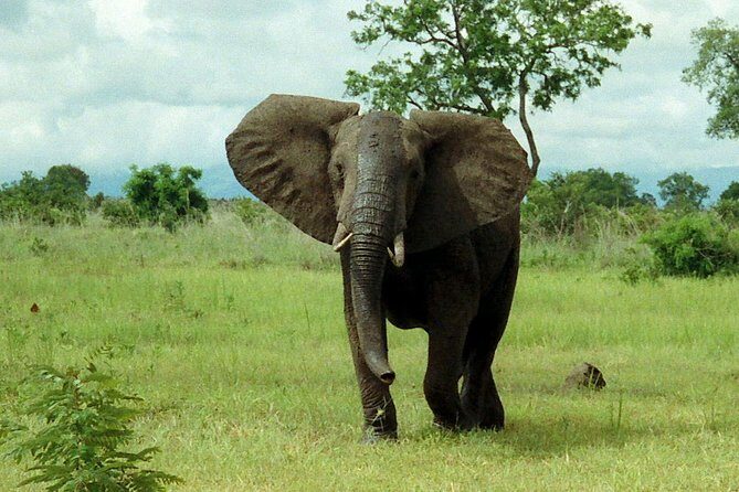 4 Days Mikumi & Udzungwa National Parks Safari - Potential Drawbacks