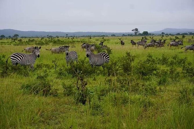 4 Days Mikumi & Udzungwa National Parks Safari - Who Would Love This Tour?