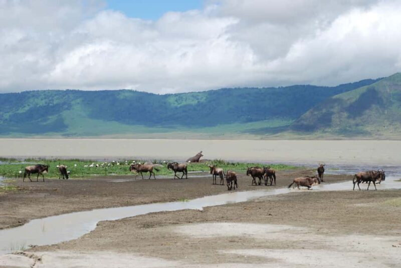 4 Days Ngorongoro Crater and Lake Manyara Wildlife Safari - FAQs