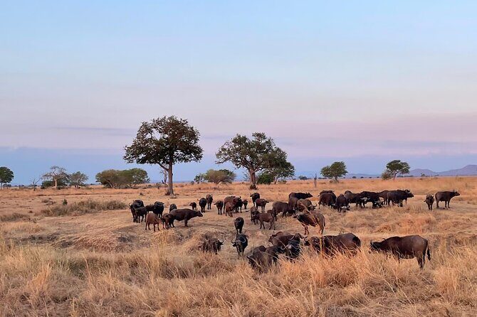 4 days Ngorongoro crater, Tarangire and Serengeti national park - Authentic Experiences from Past Travelers